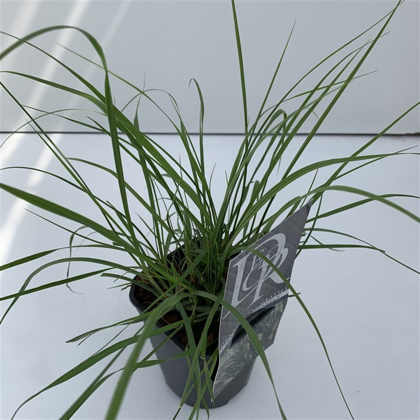 Pennisetum al. 'Hameln' - C1